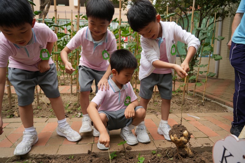 K3幼兒樂享豐收時刻